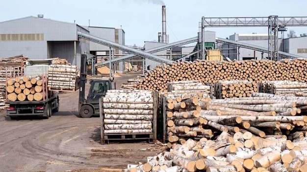Shuntong EUDR compliant birch timber yard Shuntong EUDR compliant birch timber yard